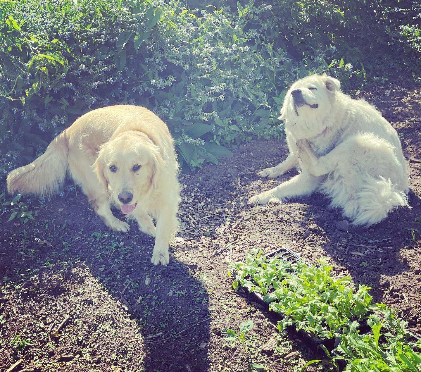 The dogs are an essential part of life here on the farm! They help dig holes to plant plants and lay in the shade to offer support while we work in the hot hot sun! #farmdogs #greatpyrenees #fieldwork #guardiansofthegalaxy #goldenretriever #farmfun #
