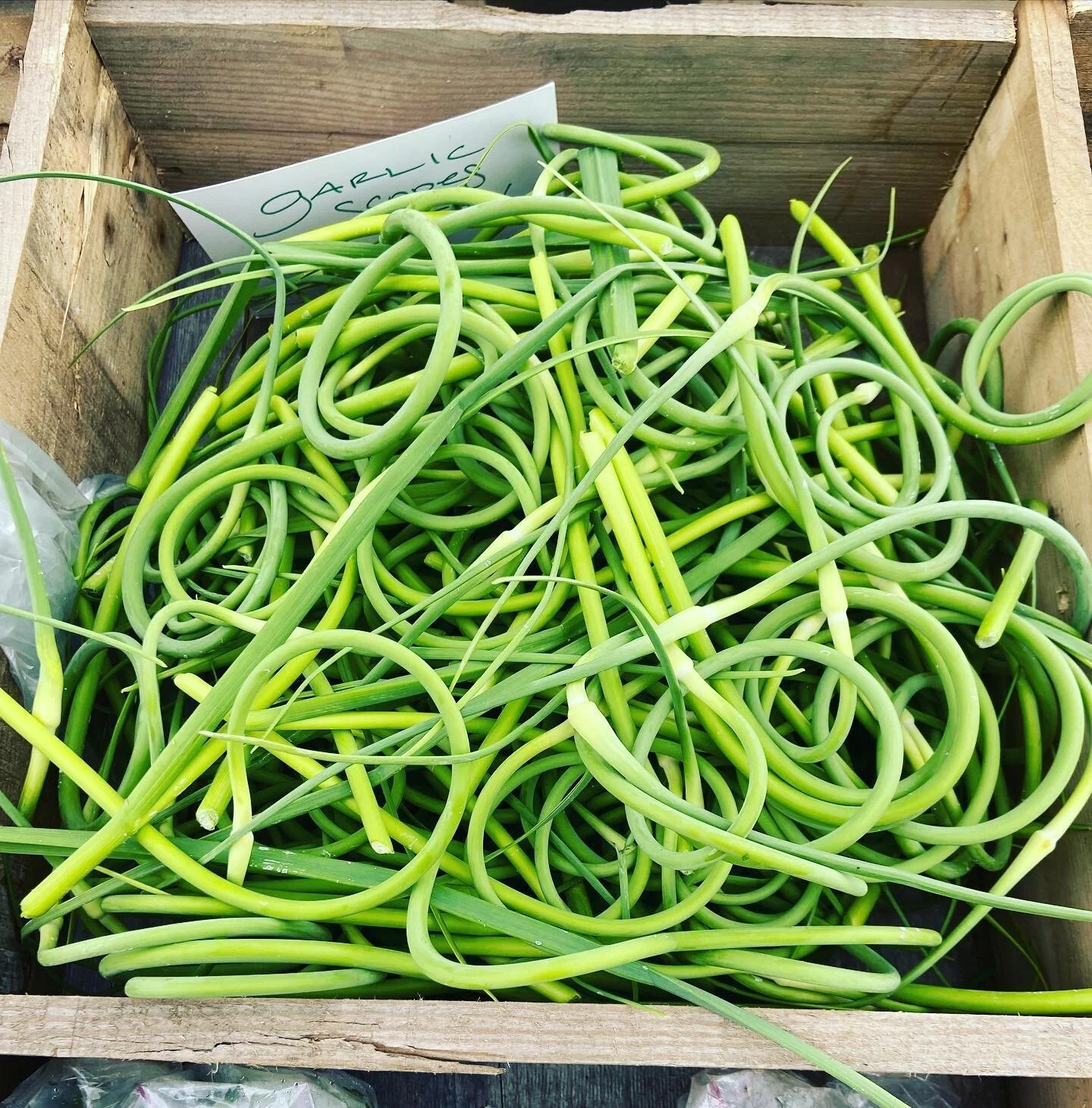 When life gives you garlic scapes, make pesto! Or, use them in stir fry, or chop them and pop them into your favorite recipes! #garlicscapes #stirfry #pesto #pizza #pasta #steak #grilling #seafood #seasoning #garlicbread #garlic #garlicmashedpotatoes