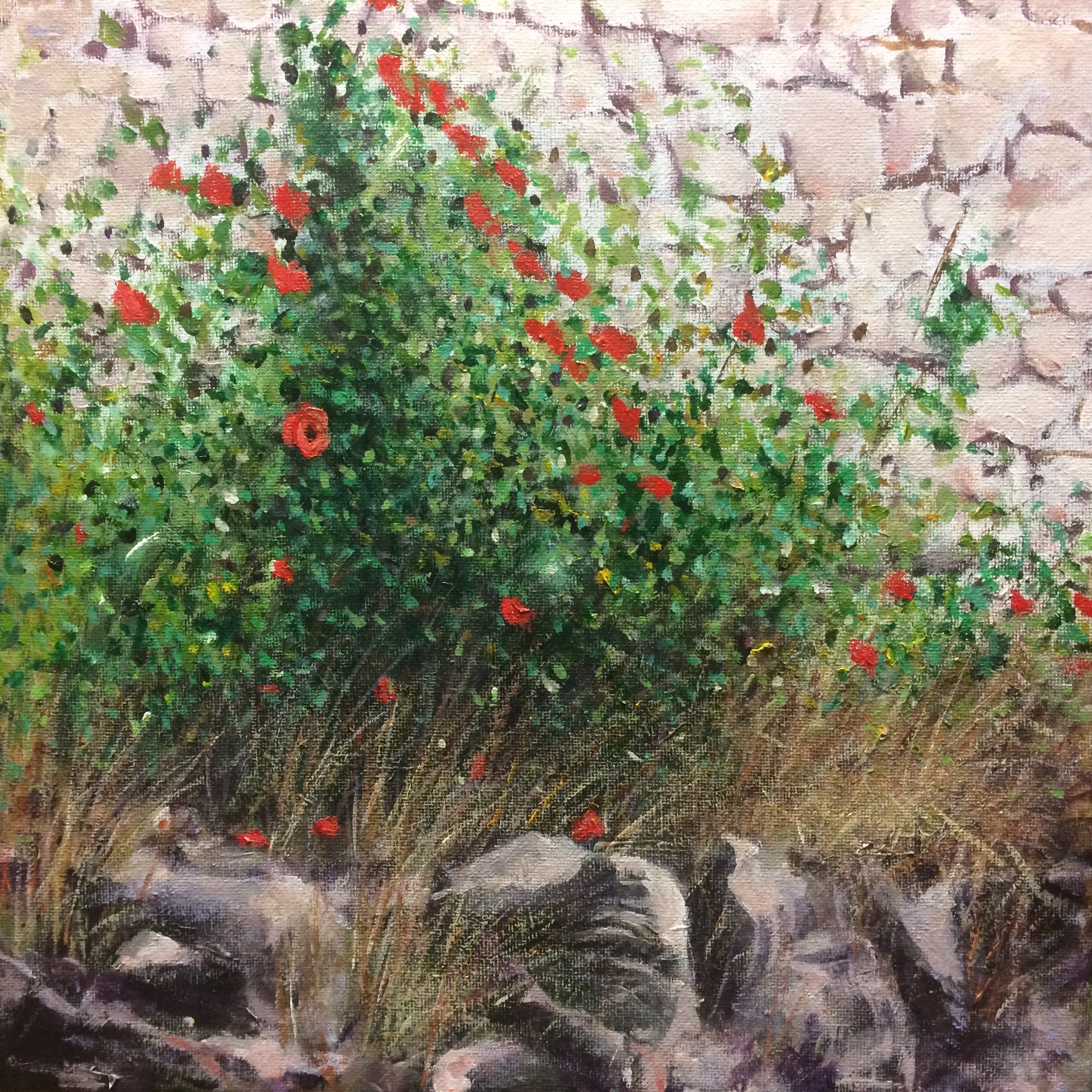 Coquelicots sur la Route d'Aulnay