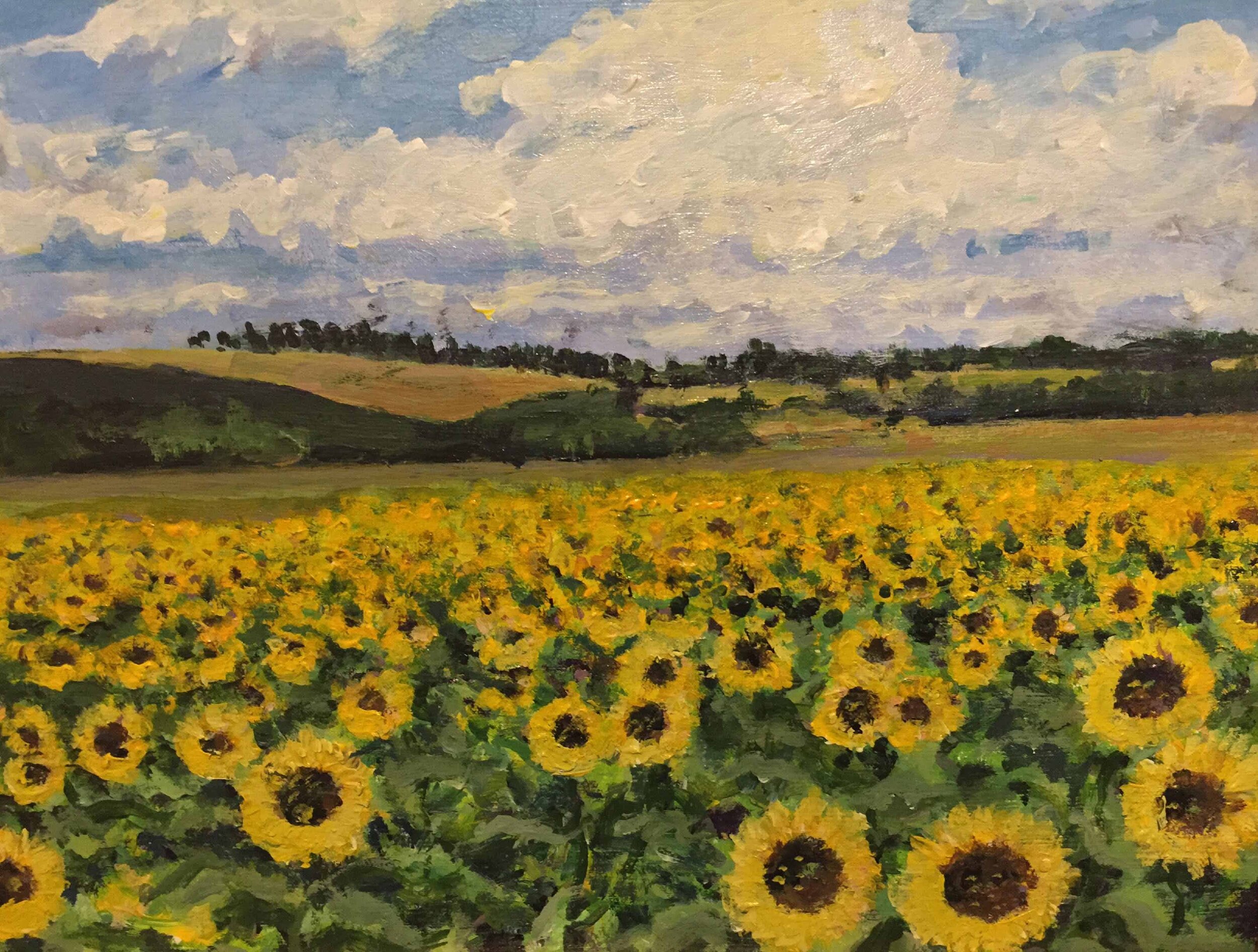 Sunflowers, Charente