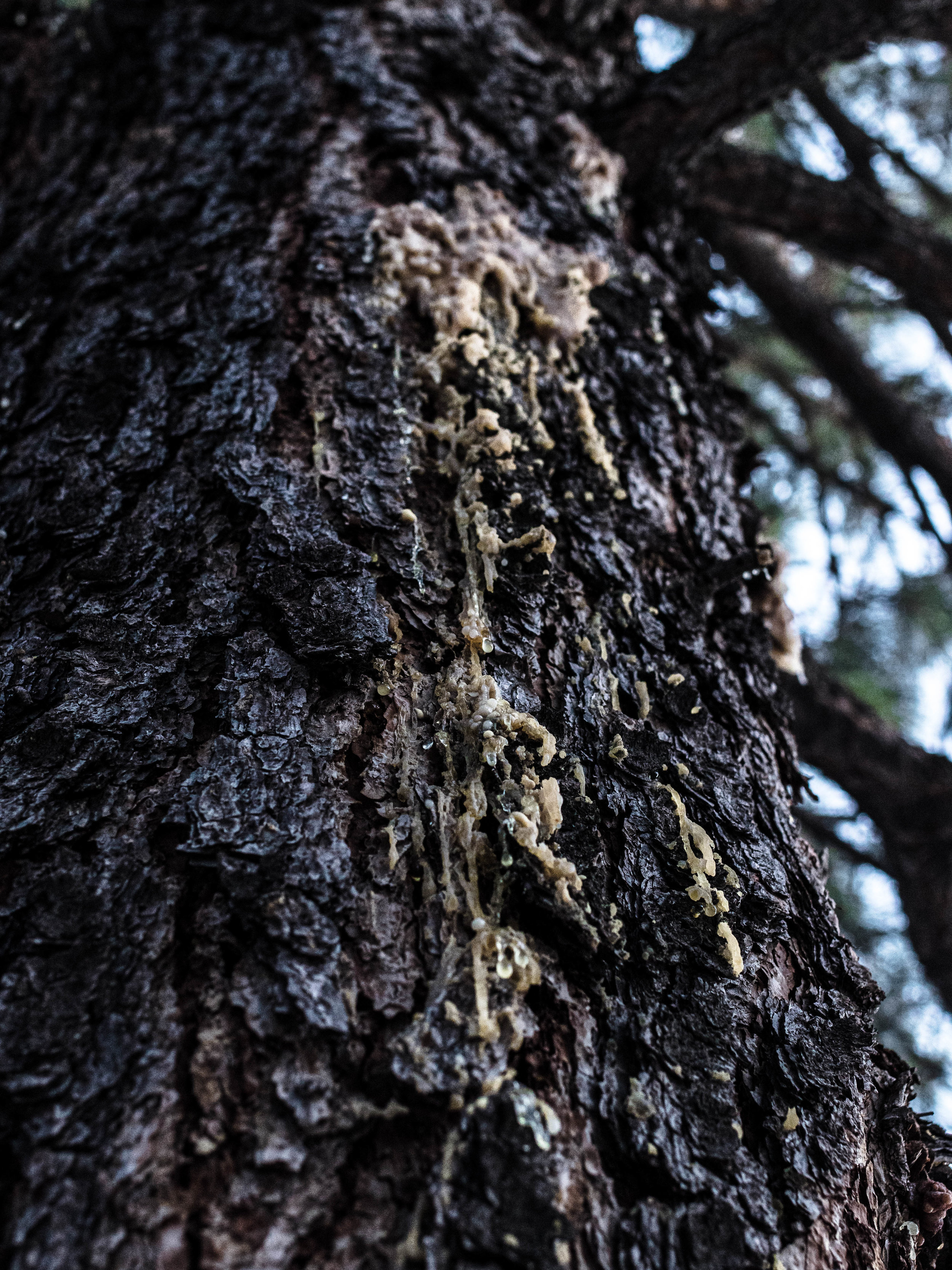 Wild Foraged Pine Resin Balm - GATHER & GROW
