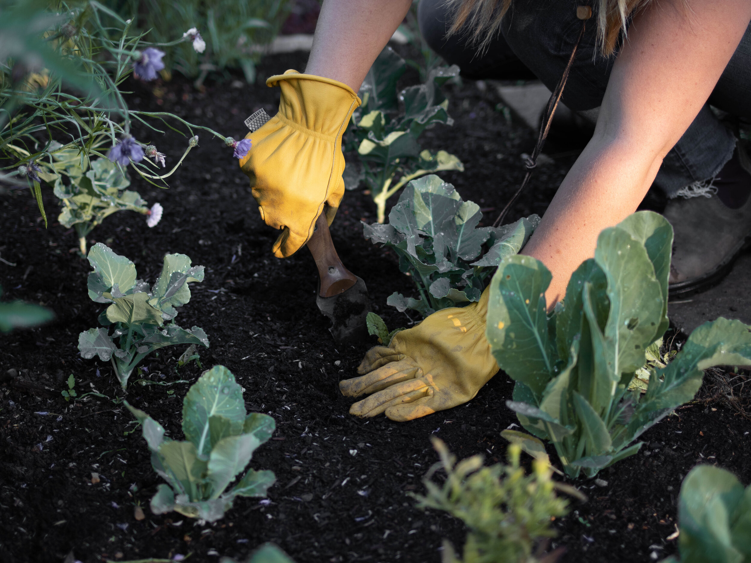 5 Edible Garden Maintenance Tips for Beginners - GATHER & GROW