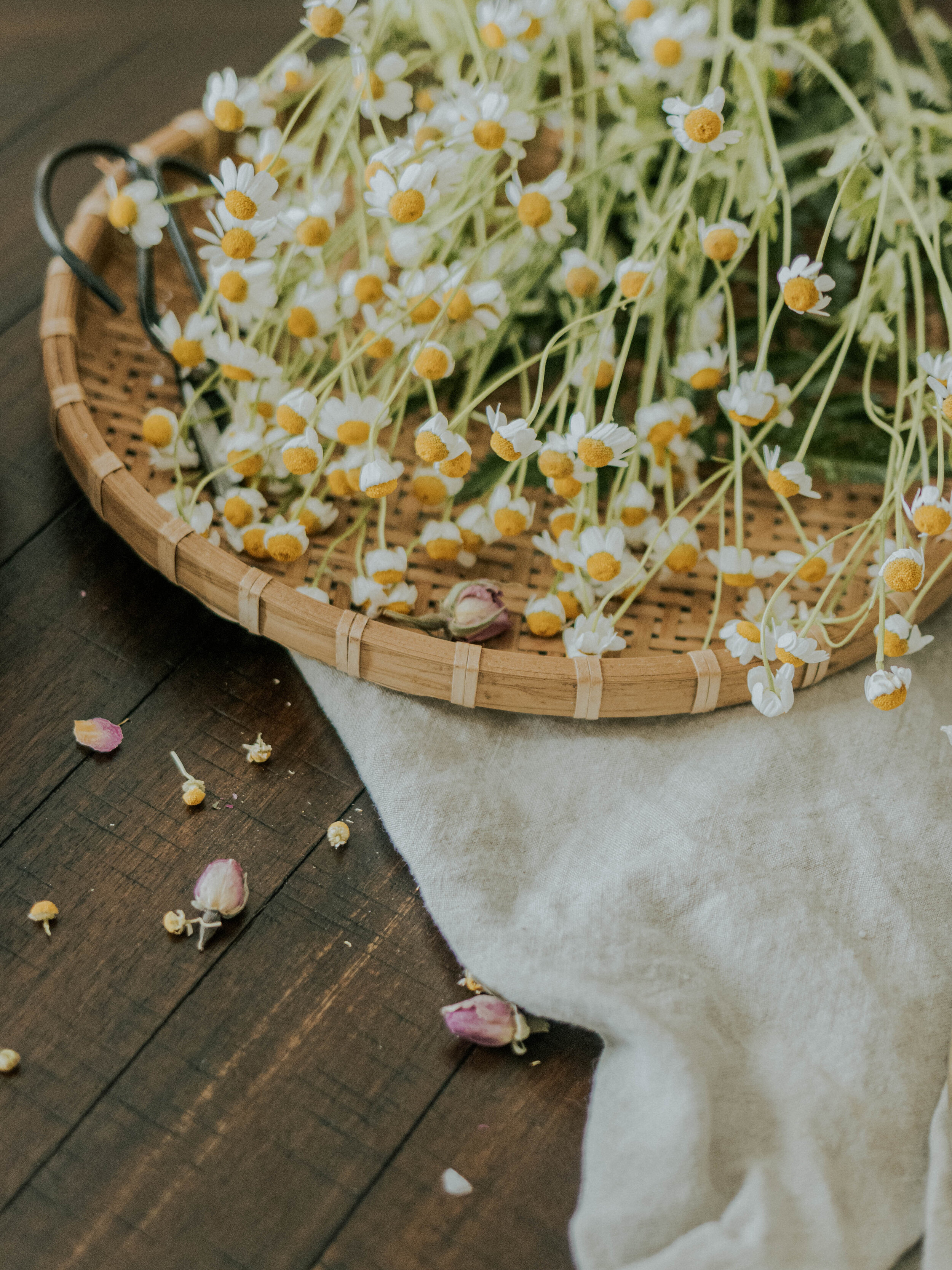 medicinal benefits of chamomile.jpg