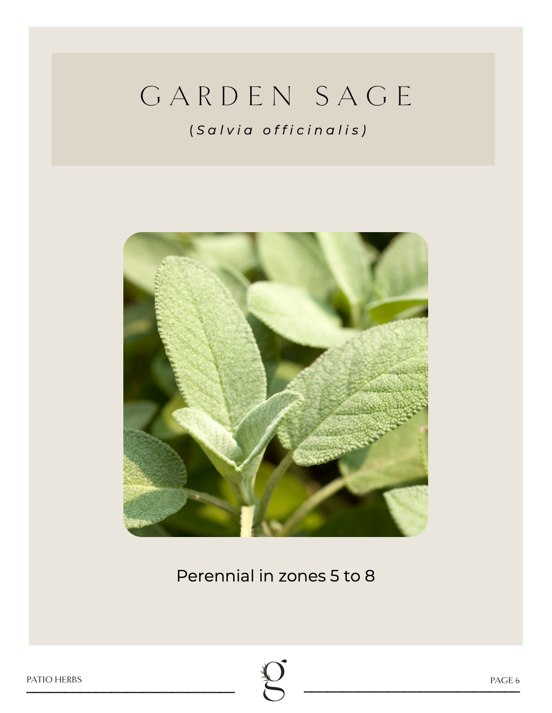 How to grow sage in a pot.png