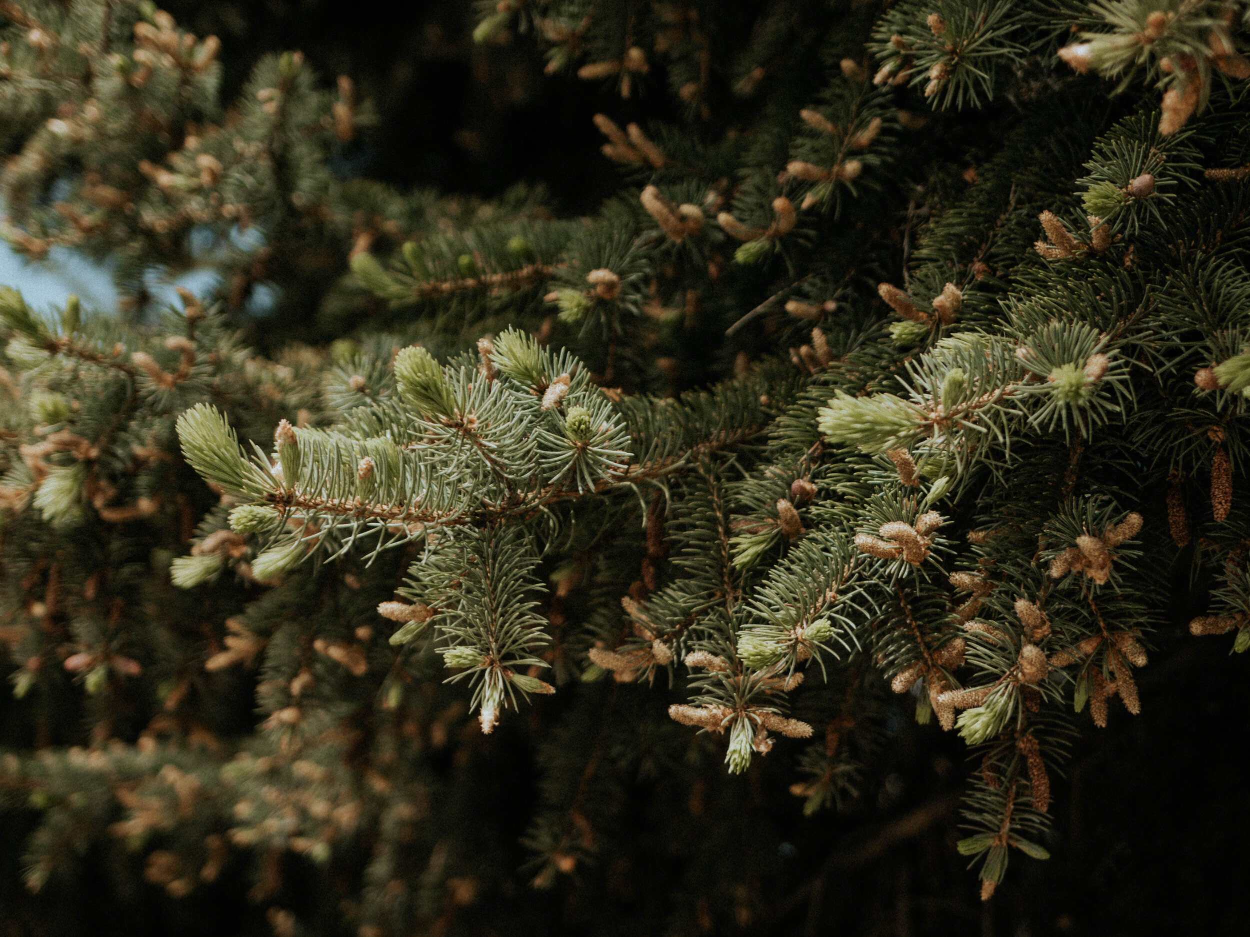 How to identify spruce tips.jpg