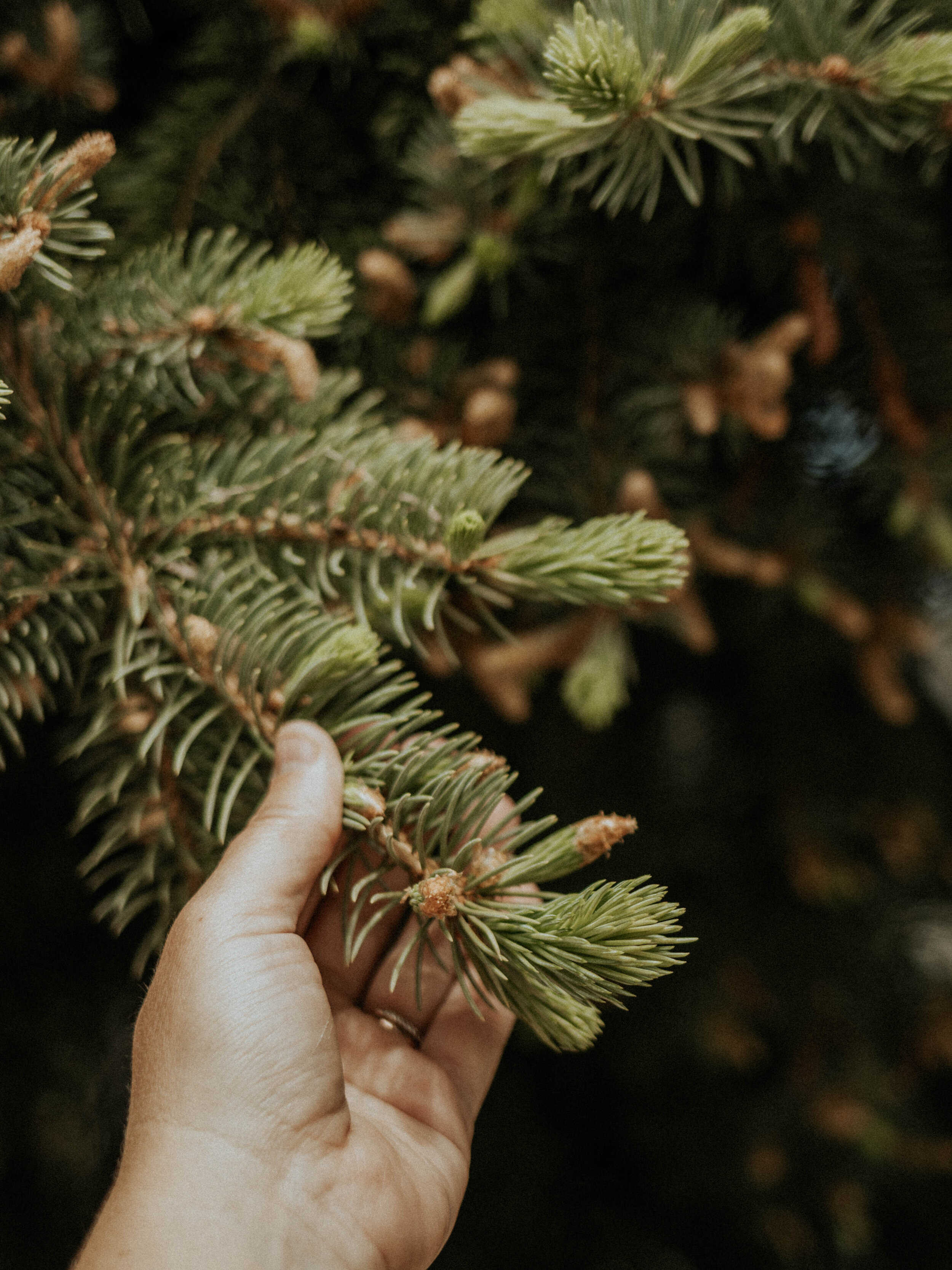 foraging spruce tips.jpg