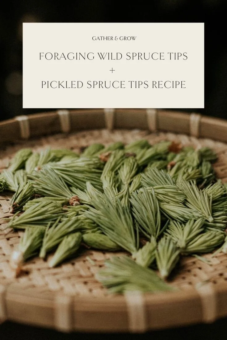 Foraging Wild Spruce Tips GATHER & GROW