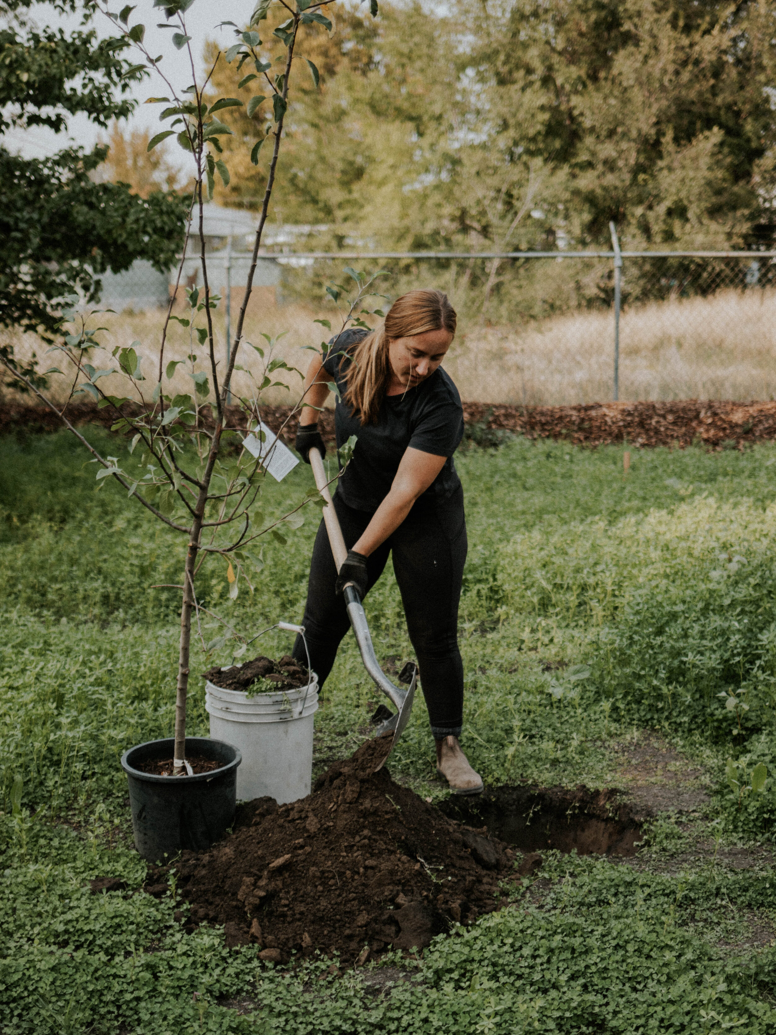 planting a regenerative orchard.jpg