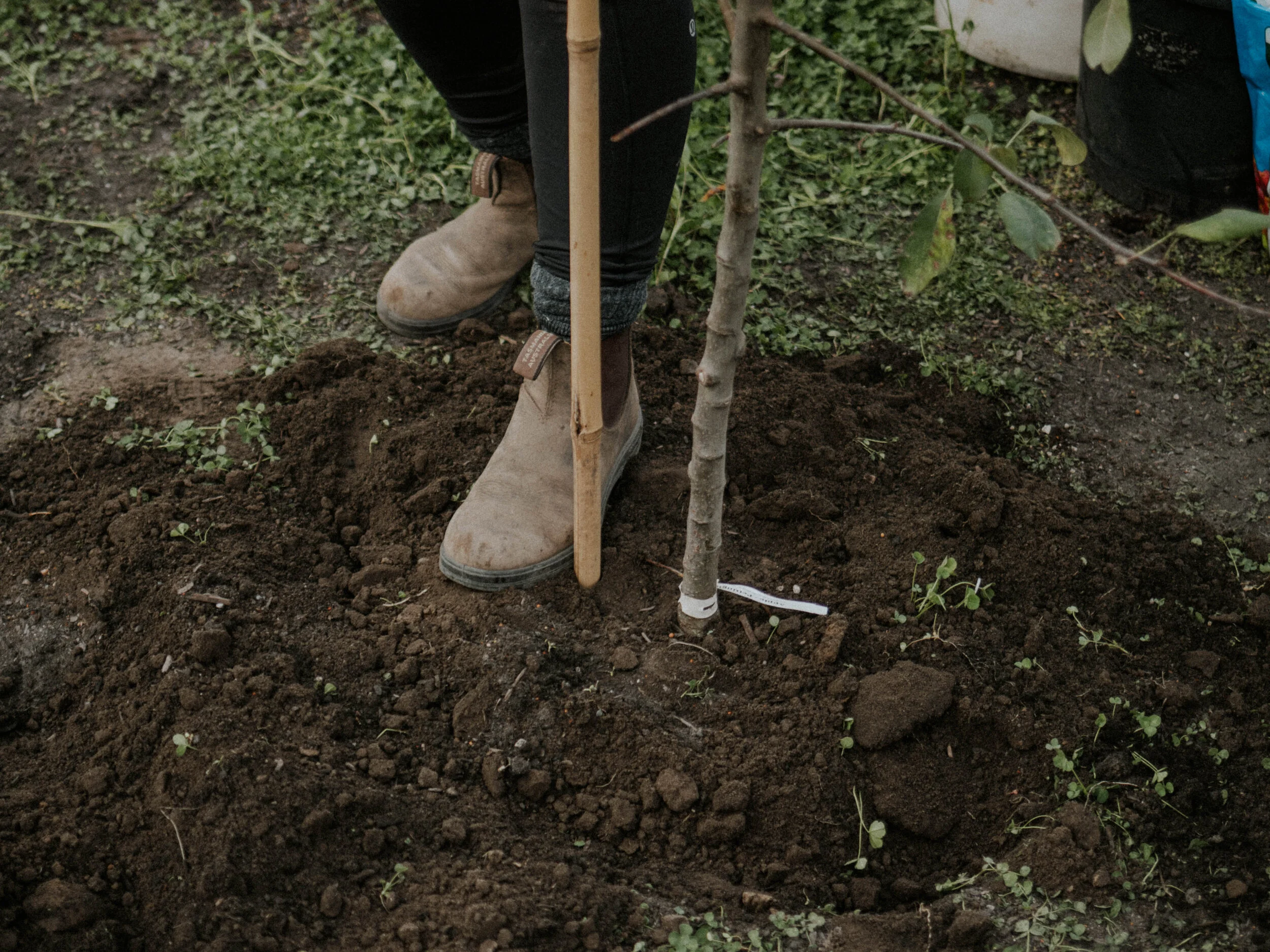 Planting our Regenerative Orchard GATHER & GROW