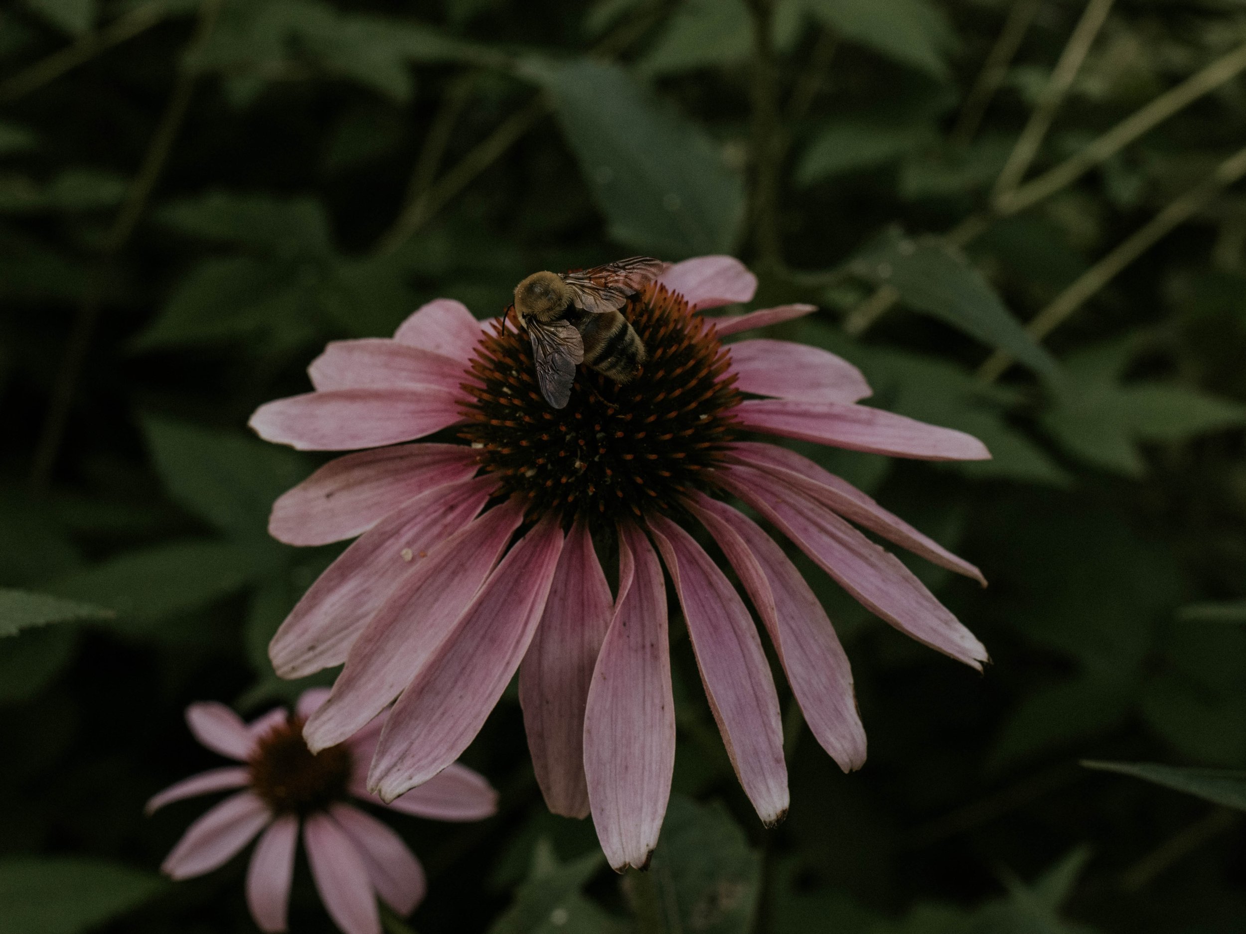 herbal medicine and foraging course.jpg