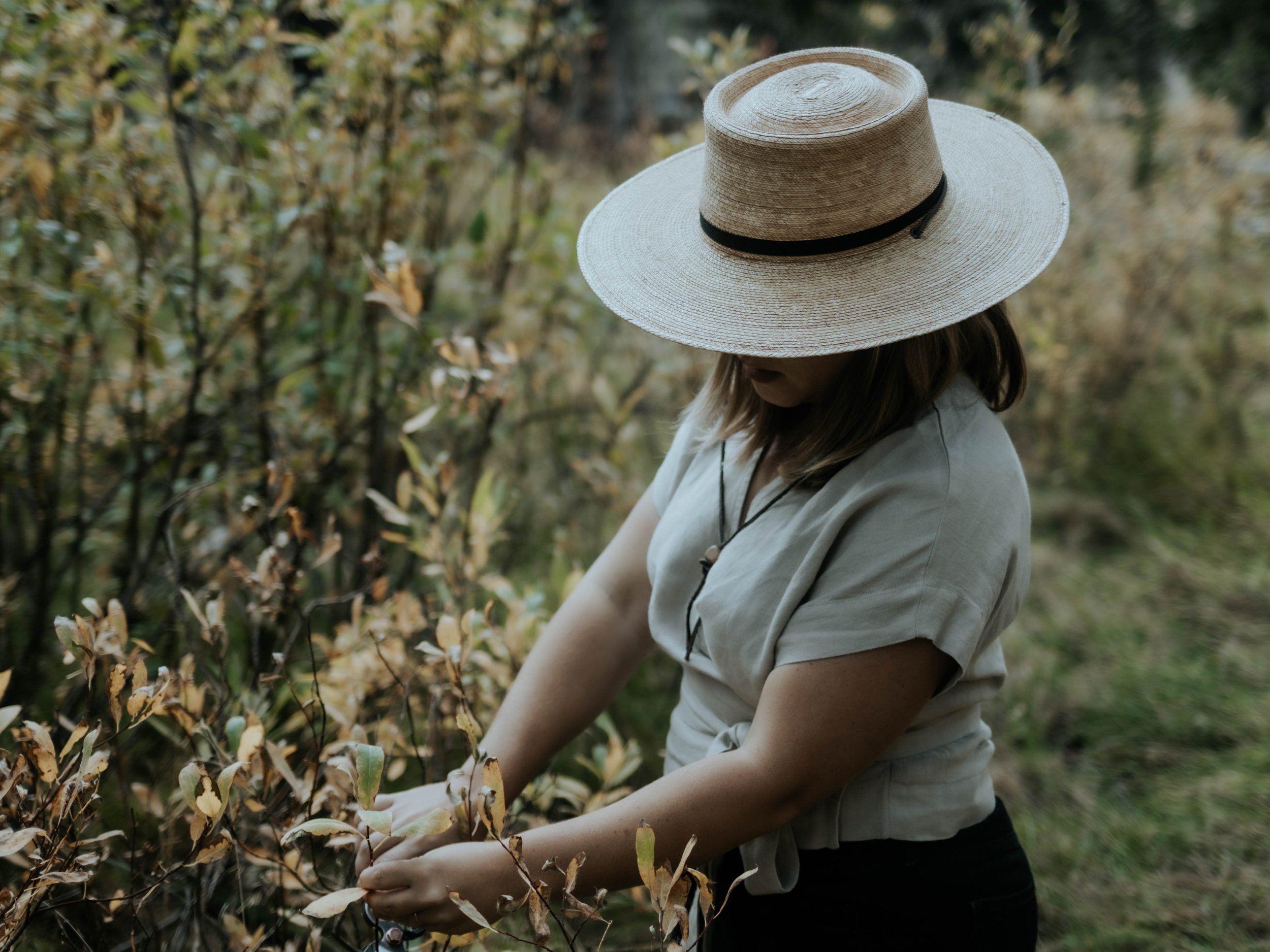 plant identification and wild foraging lessons.jpg