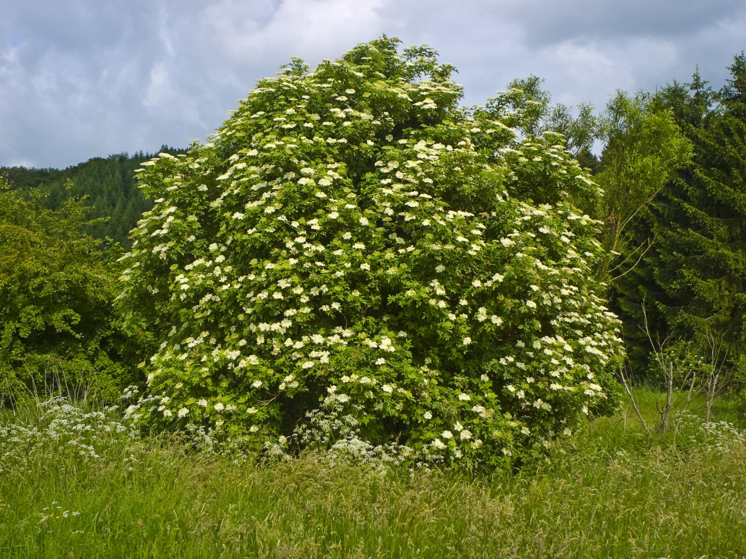 Elderberry (Sambucus nigra