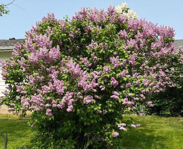 Lilac (Syringa)