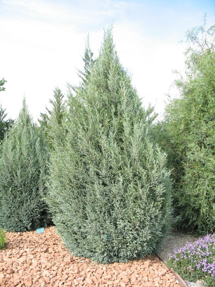 Juniper (Juniperus)