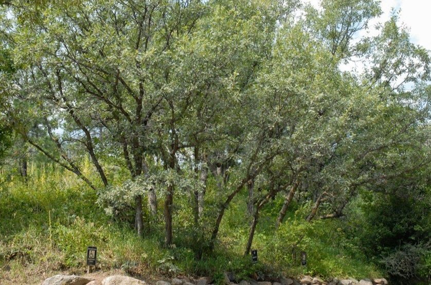 Scrub Oak (Quercus ilicifolia)