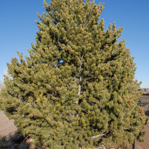 Pinyon Pine (Pinacaea)