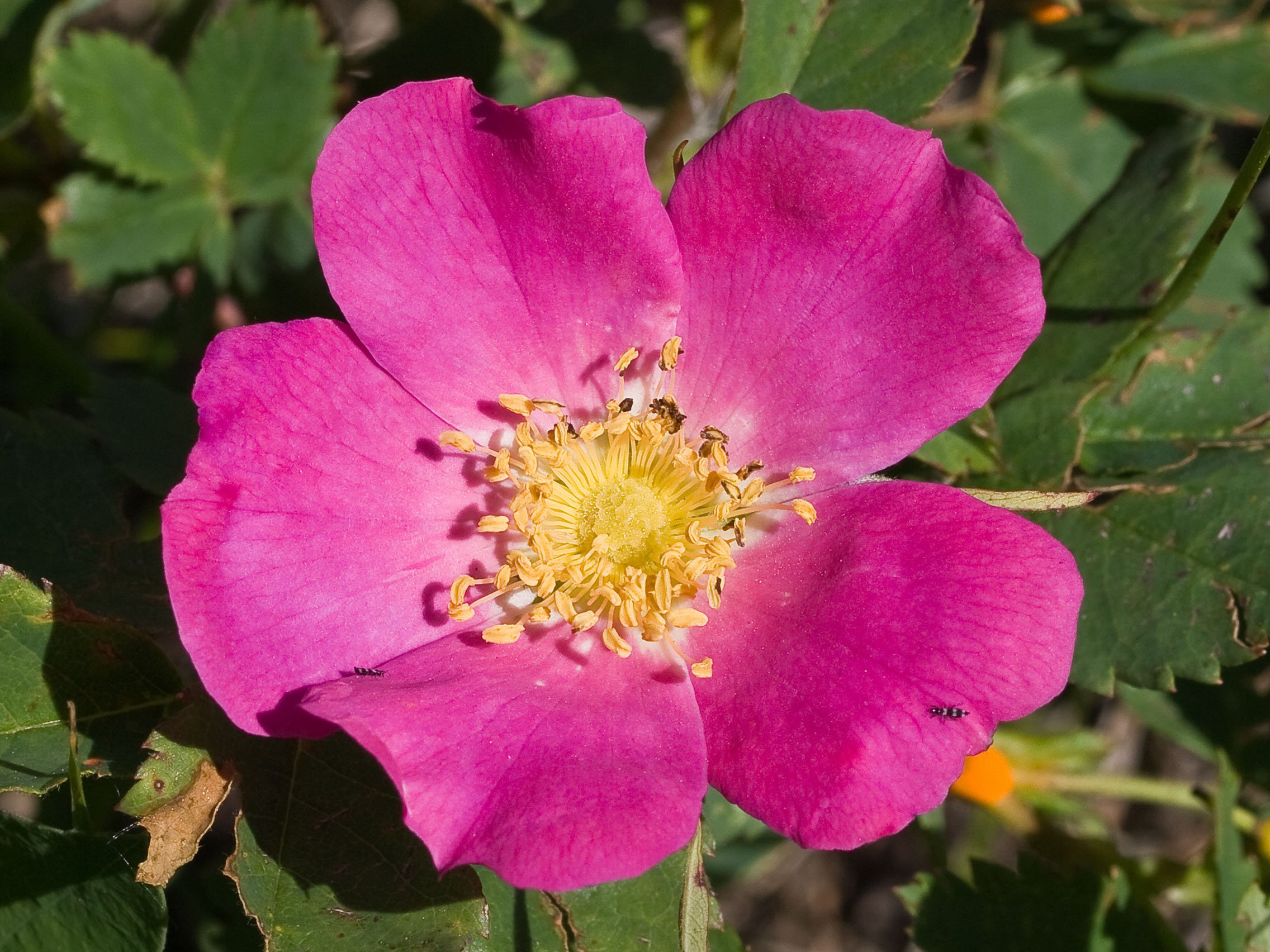 Wood’s Rose (Rosea woodsii)