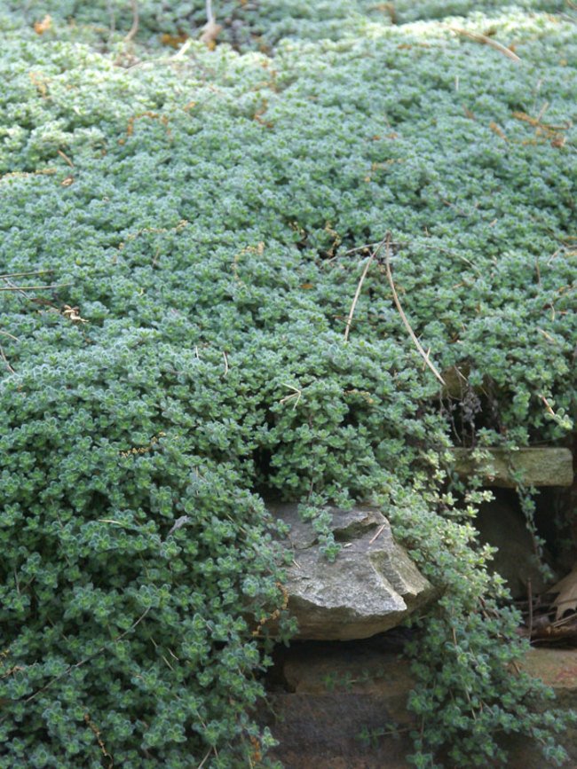 Wooly thyme (Thymus serpyllum)