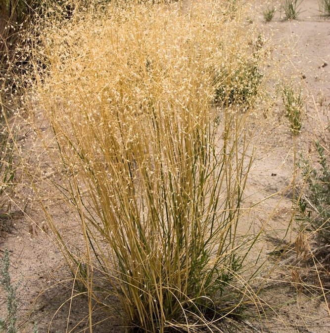 Indian Rice Grass (Achnatherum hymenoides)