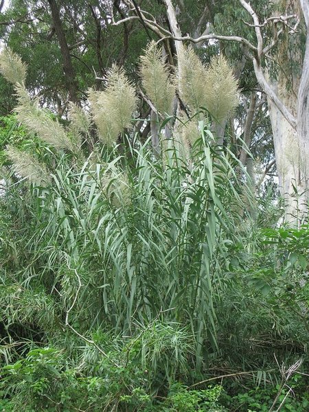 Giant Reed Grass (Arundo donax)