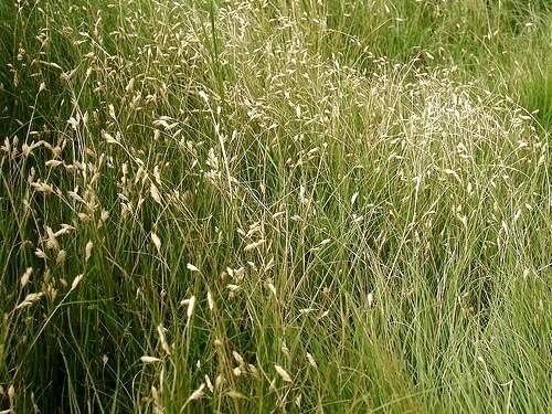 Buffalograss (Buchloe dactyloides)