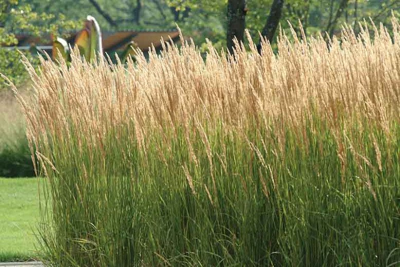 Feather Reed Grass (Calamagrostis acutiflora)