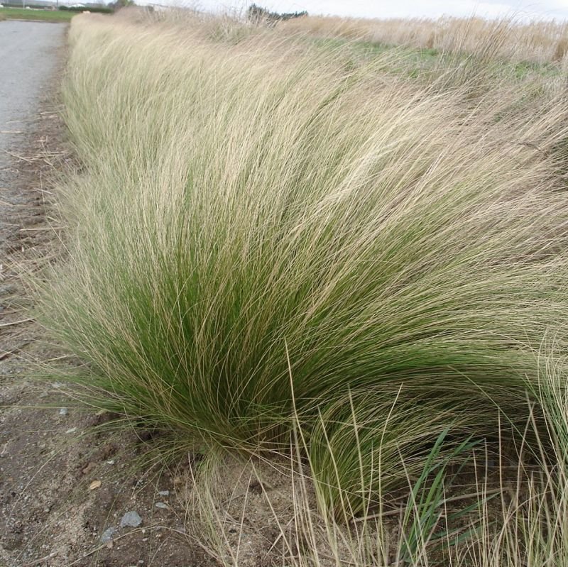 Mexican Feather Grass (Nassella tenuissima)