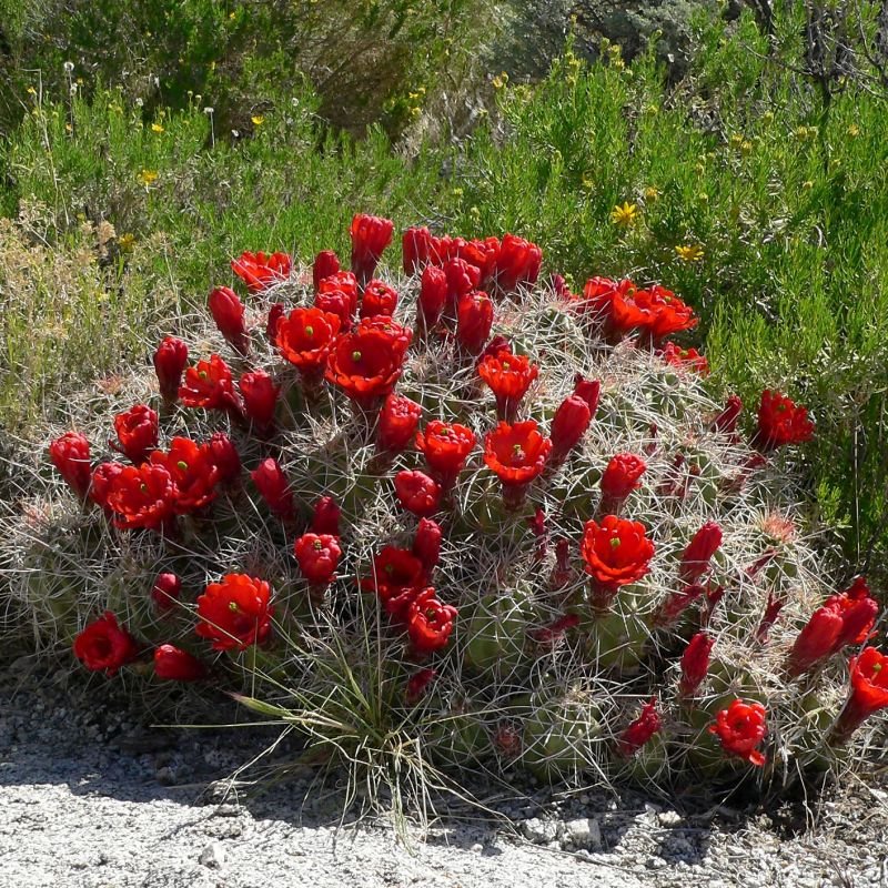 Claretcup Cactus (Echinocereus triglochidiatus)