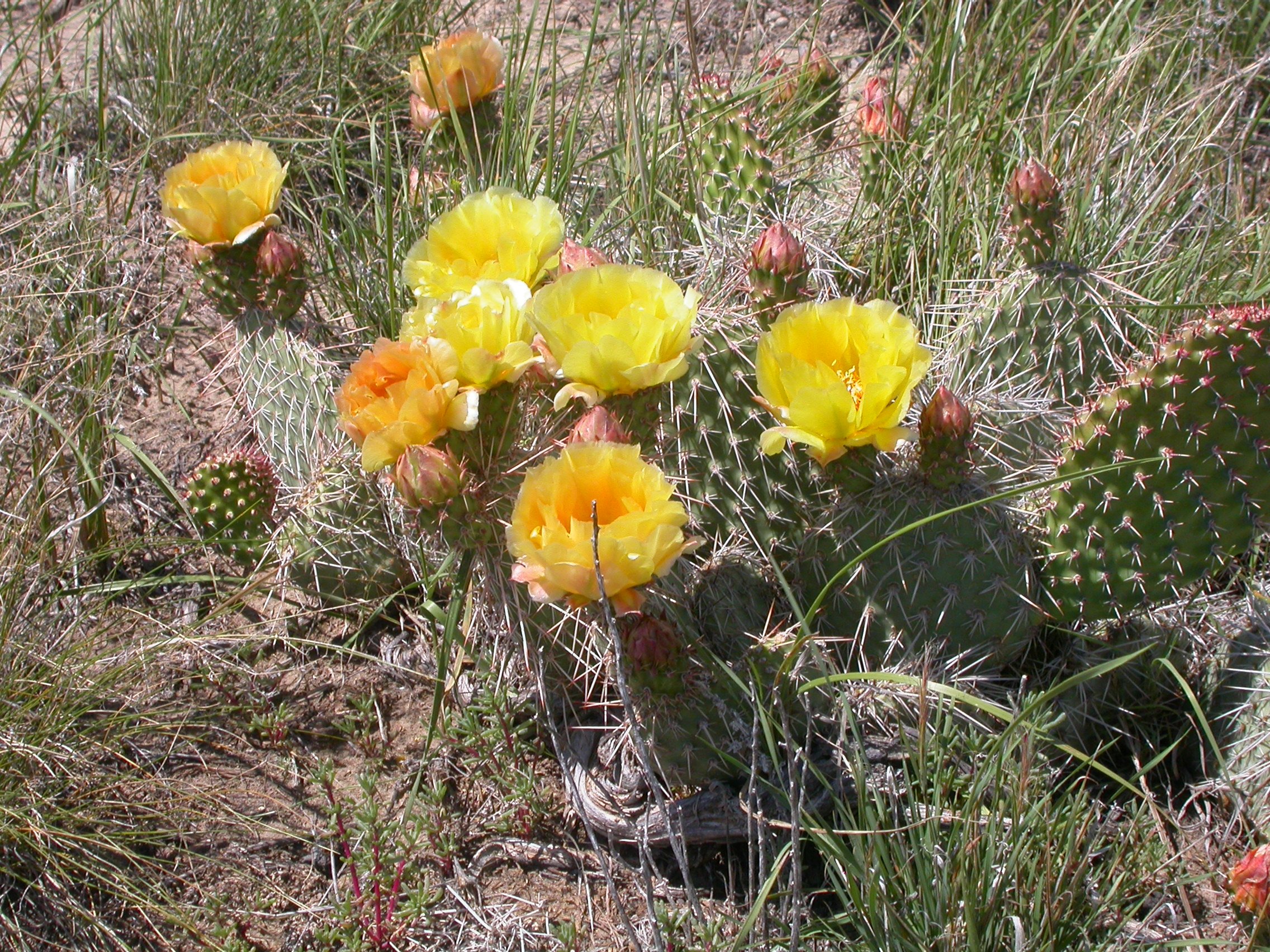Plains Prickly Pear Cactus (Opuntia polyacantha)