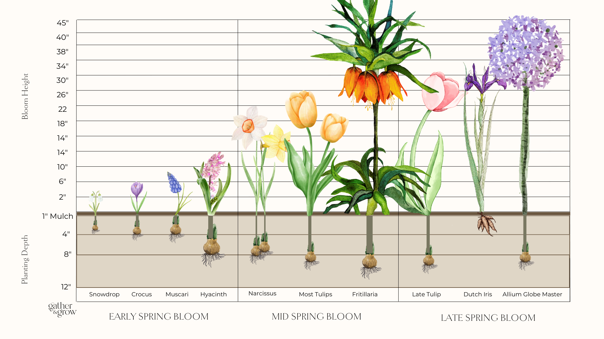 Potting up Bulbs To Spring’s Return GATHER & GROW