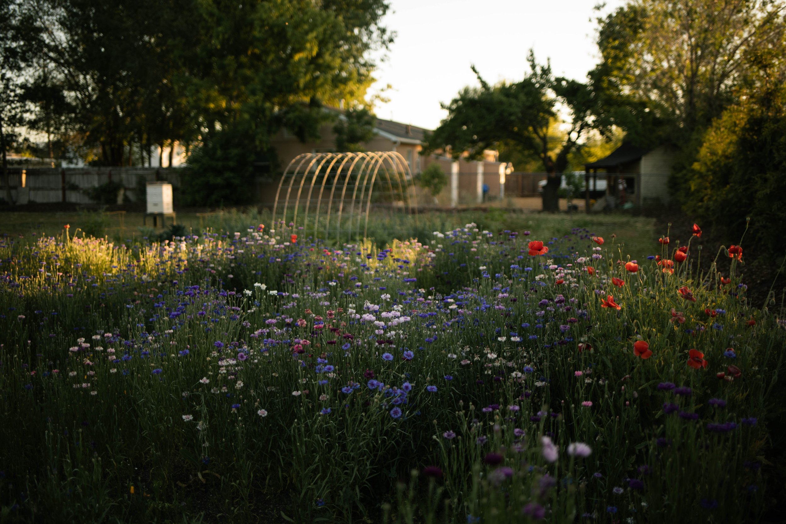 Bachelor Buttons - Wildflower Yard