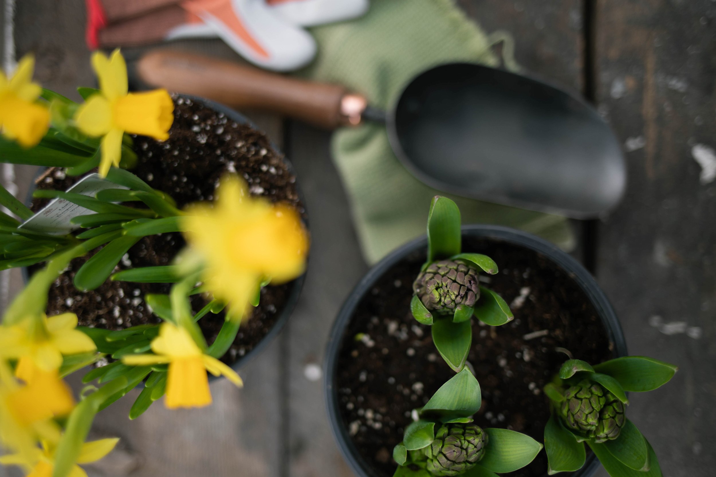 Potting up Bulbs To Spring’s Return GATHER & GROW