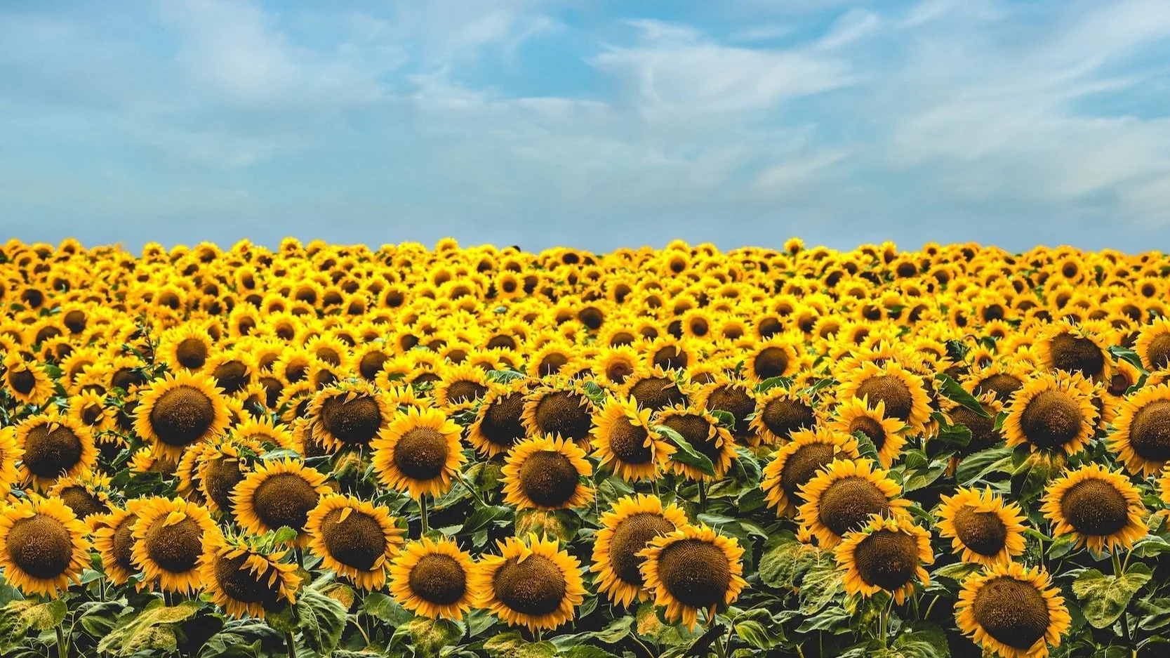 Town Clerk — Town of Volney