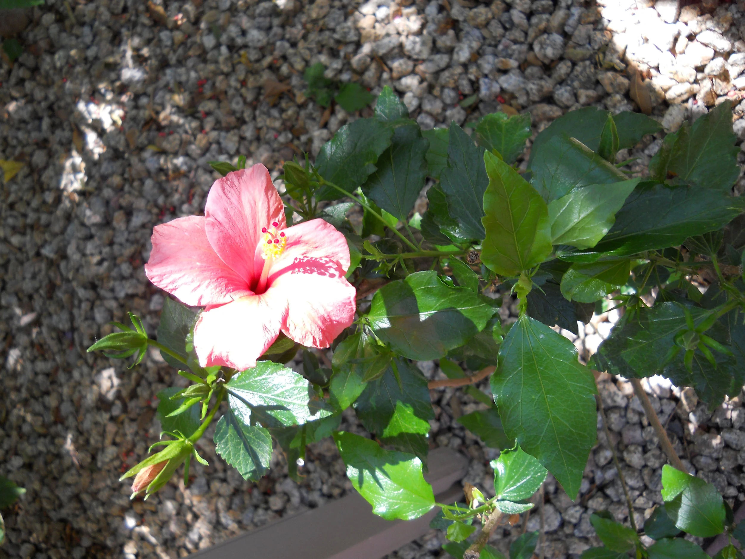 DSCN0599.JPG