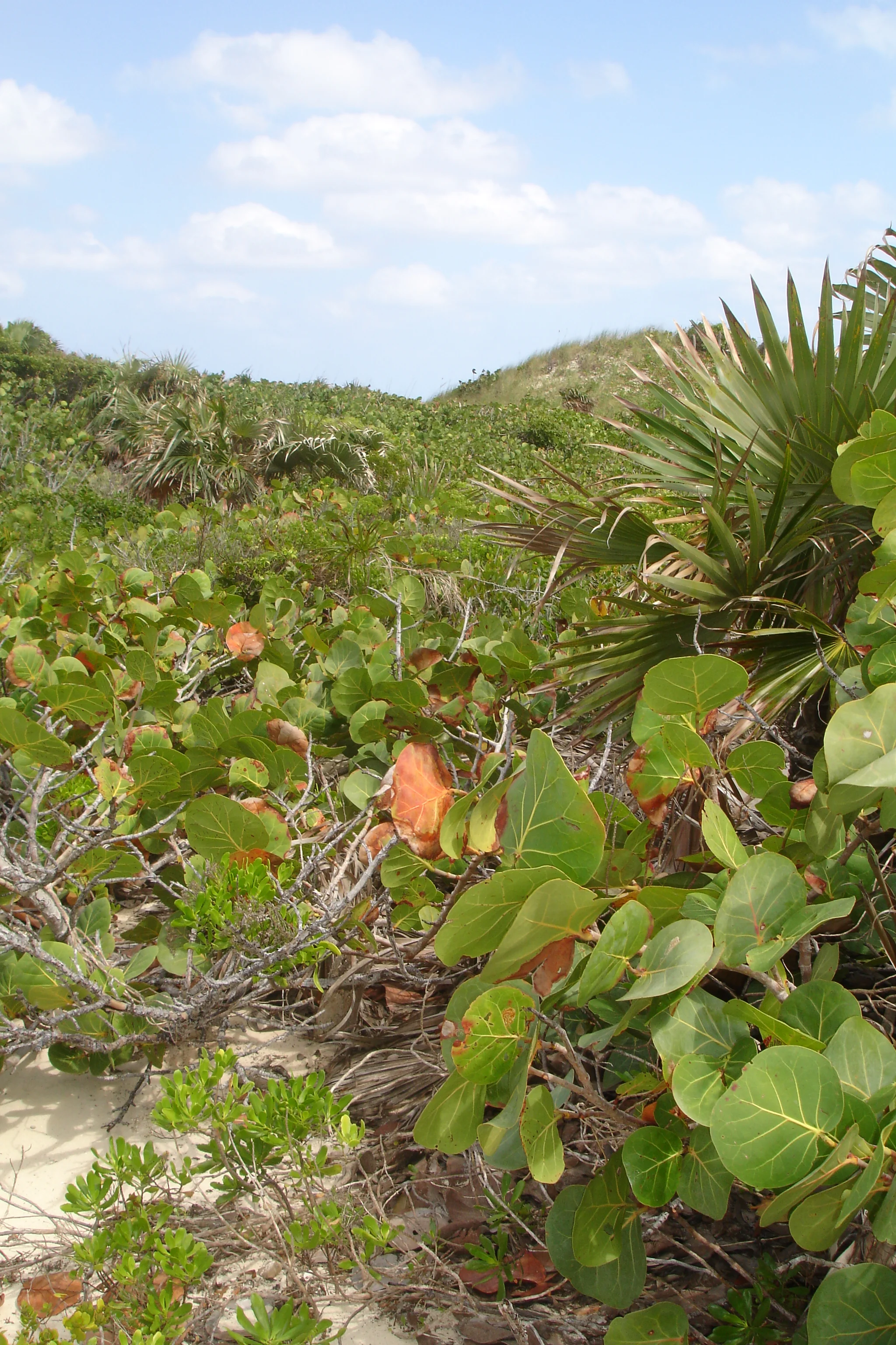Georgetown, Exuma fauna2.06.jpg
