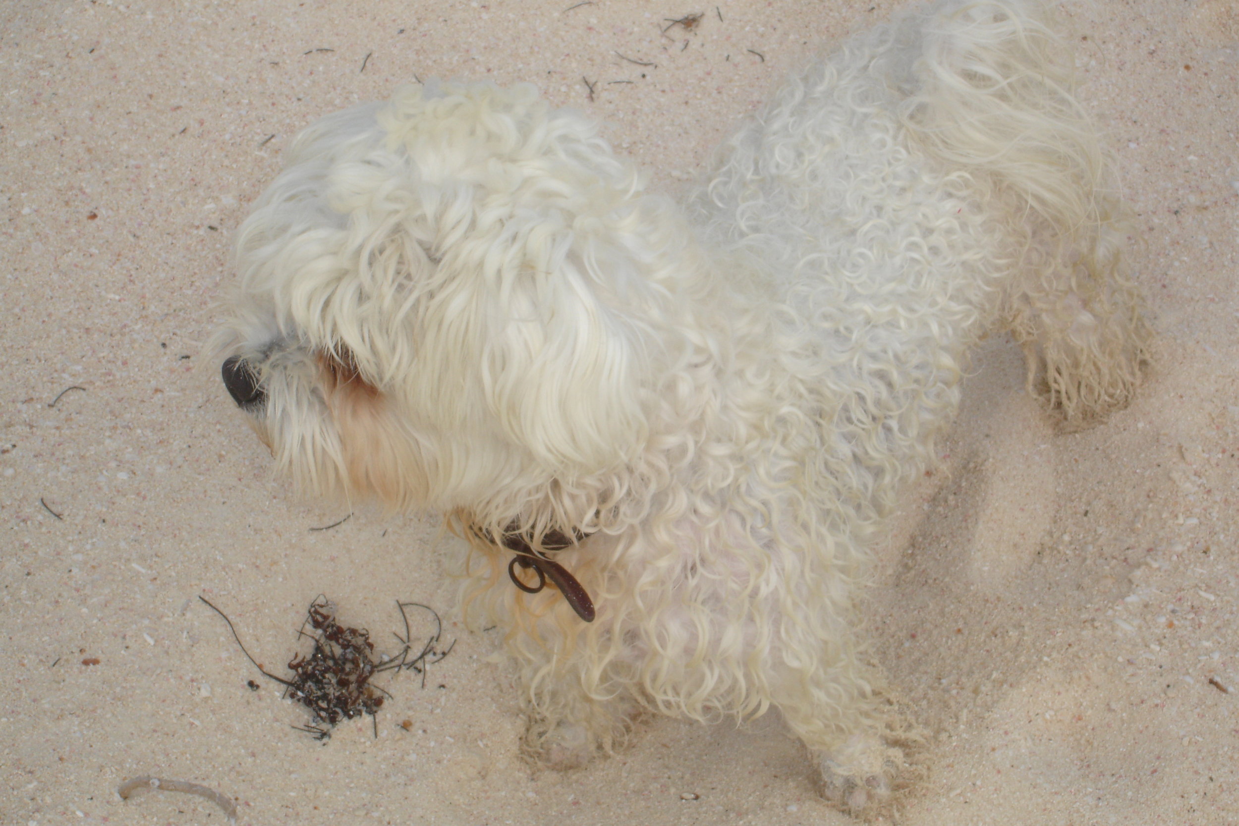 Georgetown, Exuma puppy2.06.jpg