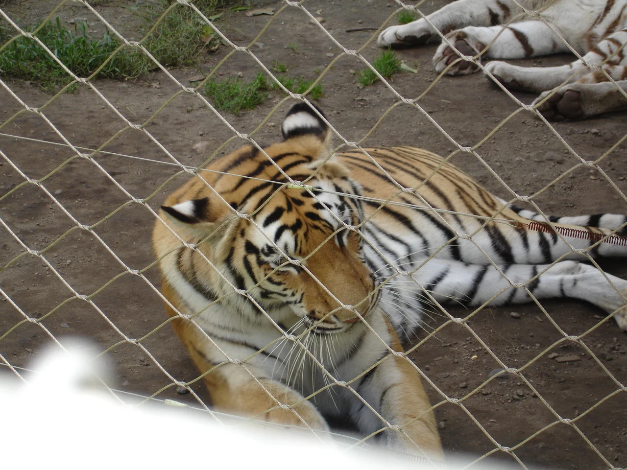 tiger3.jpg