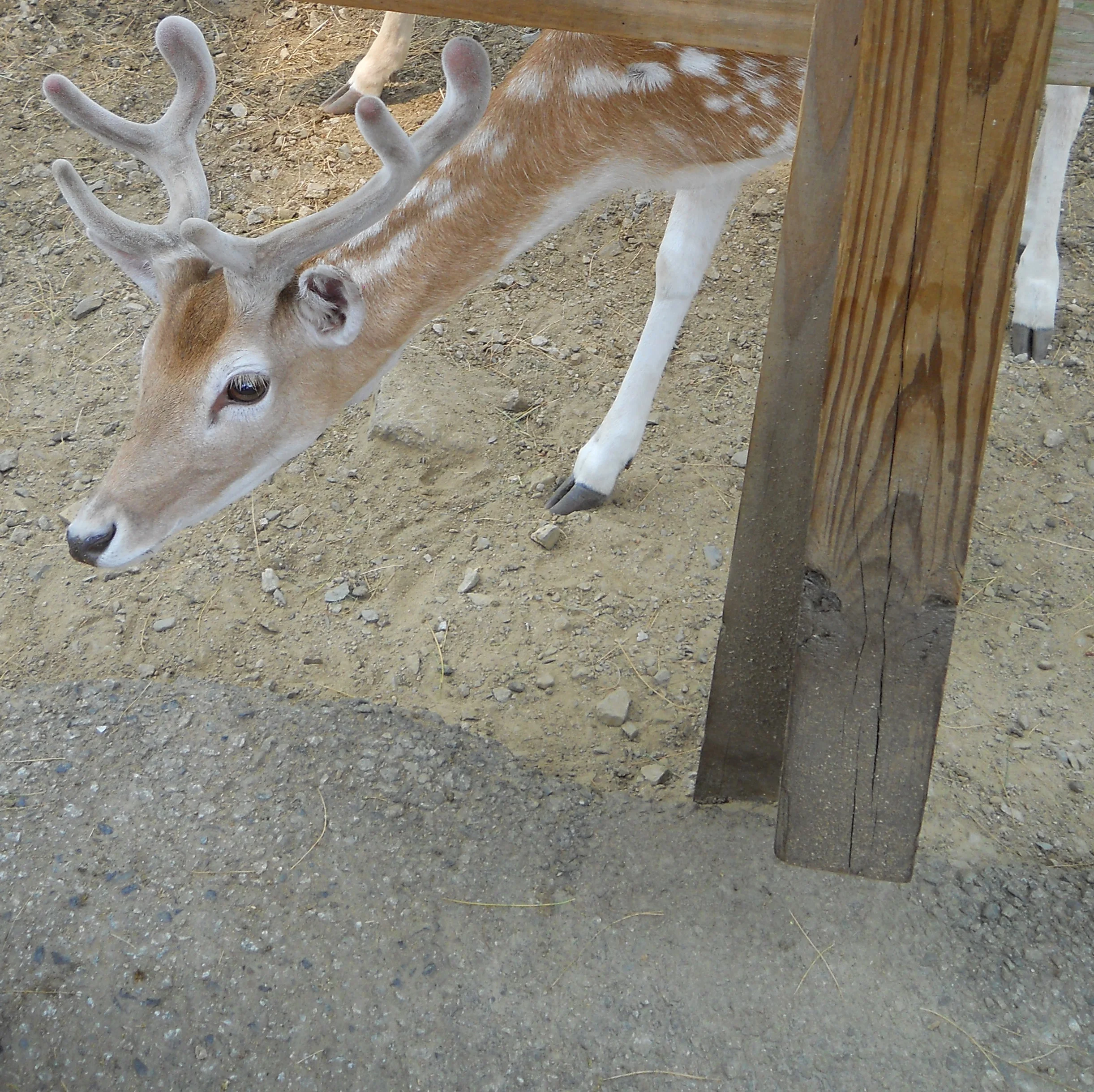DSCN0761-crop.jpg