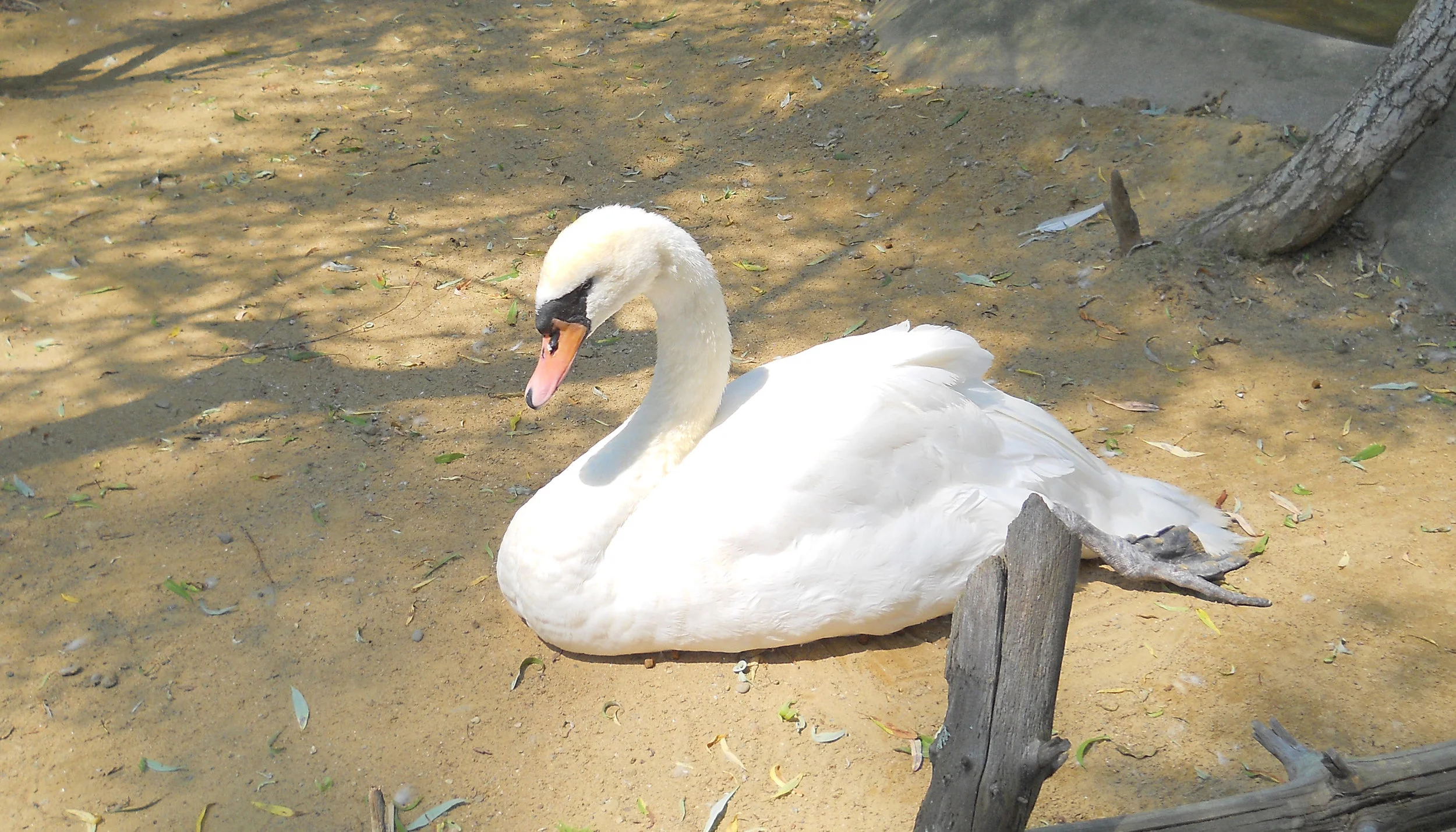 DSCN0768-crop.jpg