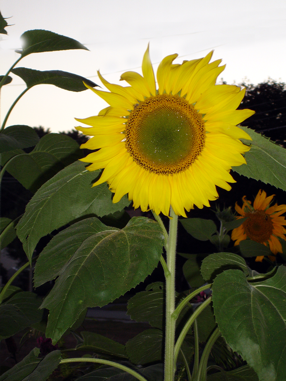 sunflower1-stamp.png