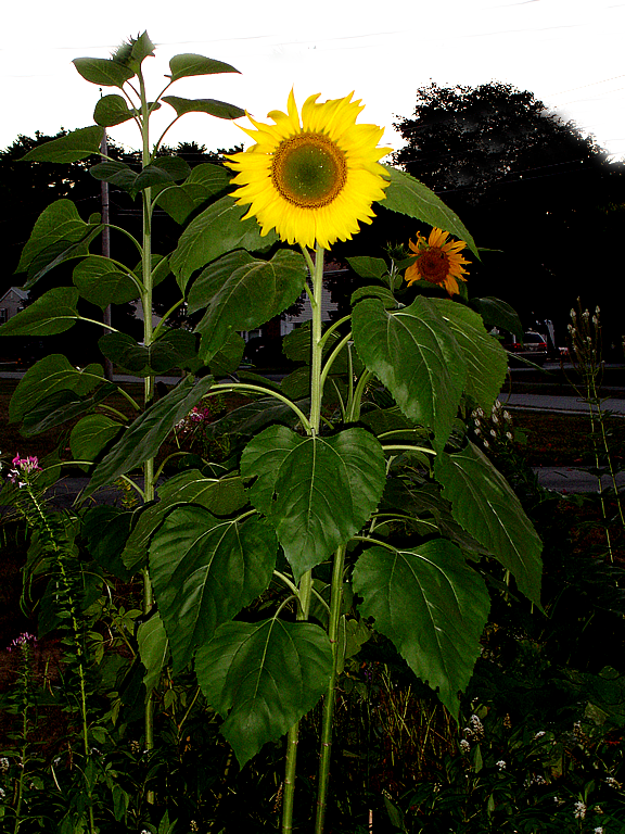 sunflower2-stamp.png
