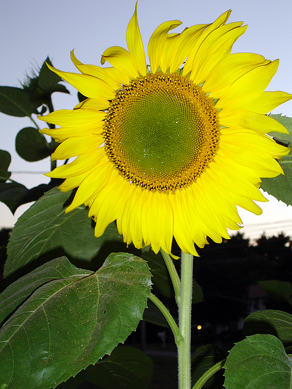sunflower5.png