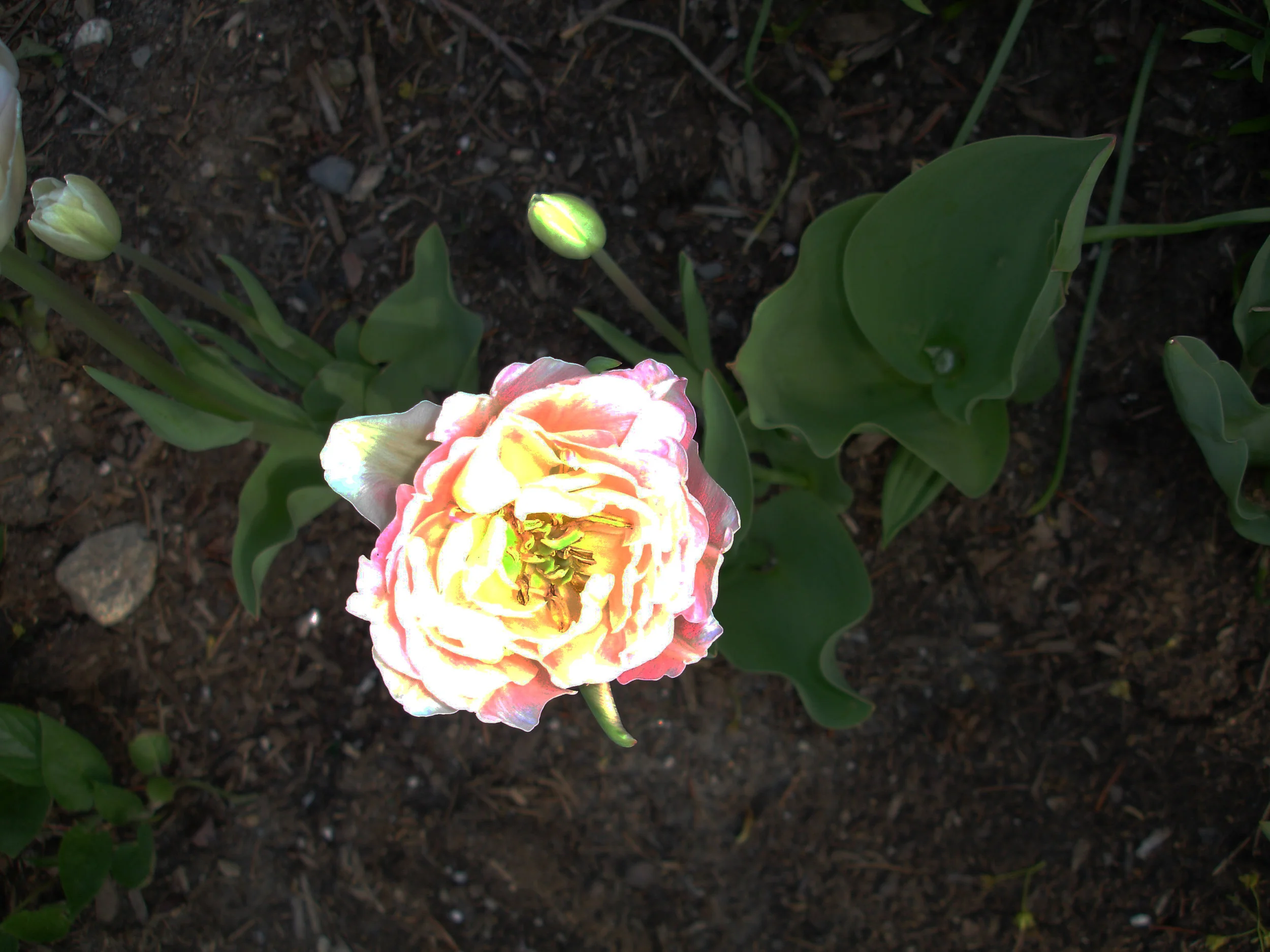 white.flower.5.7.08-adjust.jpg