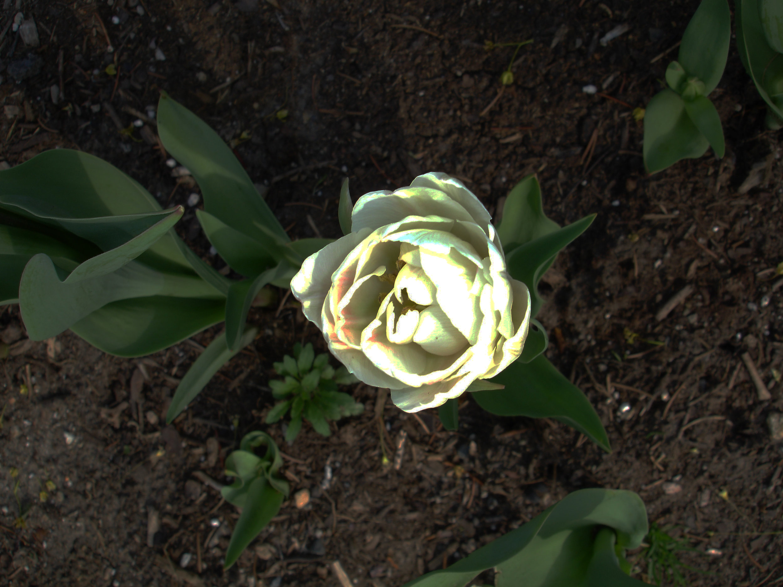 white.flower3.5.7.08-adjust.jpg