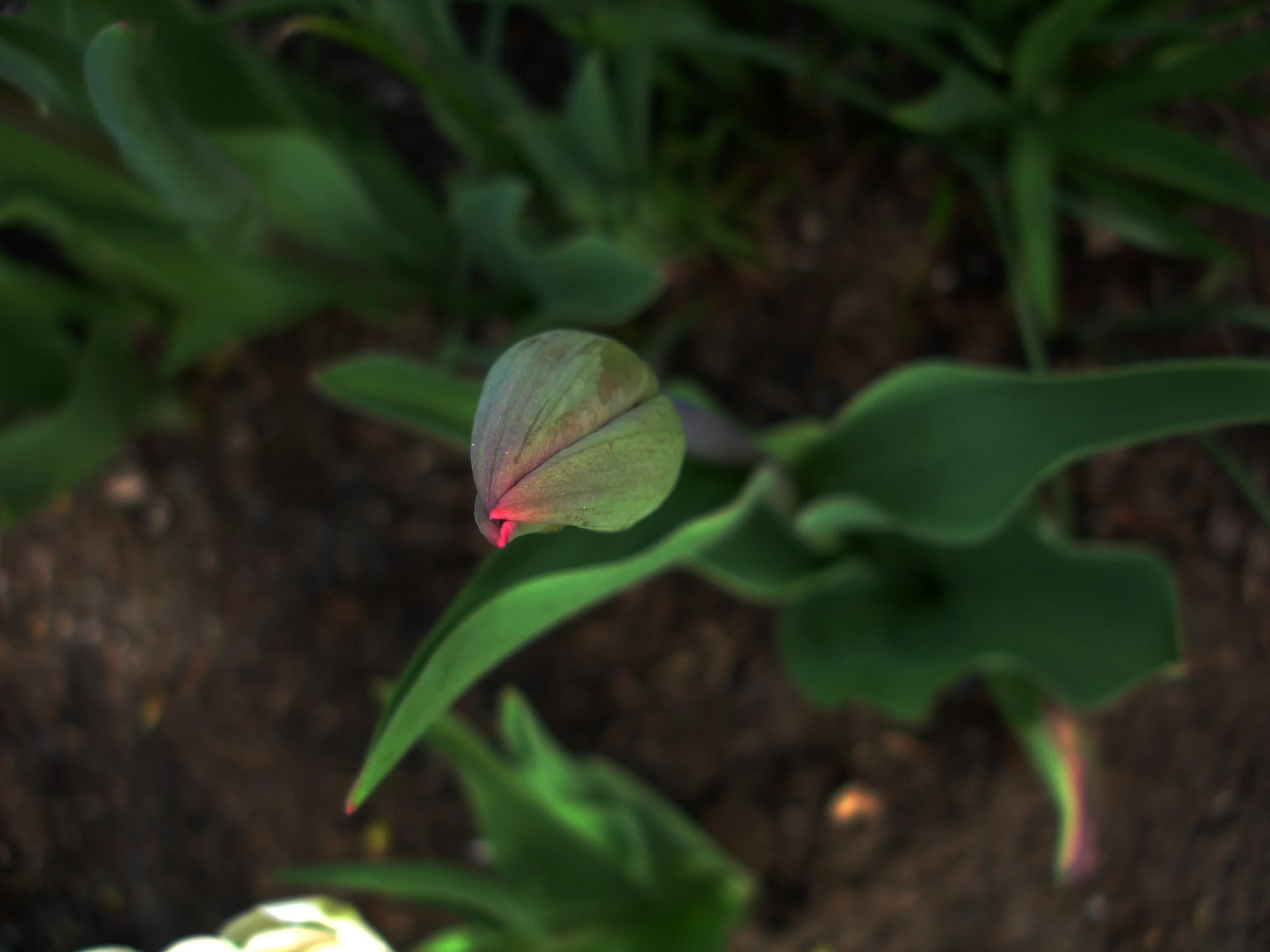 bud2.5.7.08-adjust.jpg