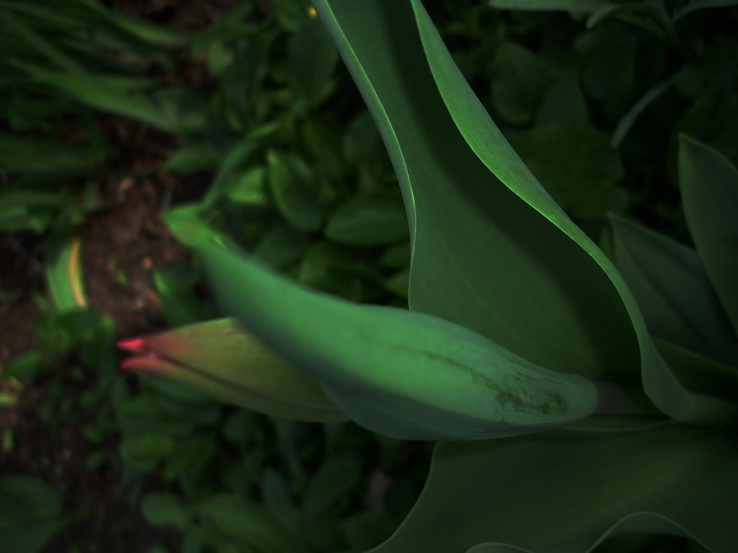 tulip.bud.5.7.08-adjust.jpg