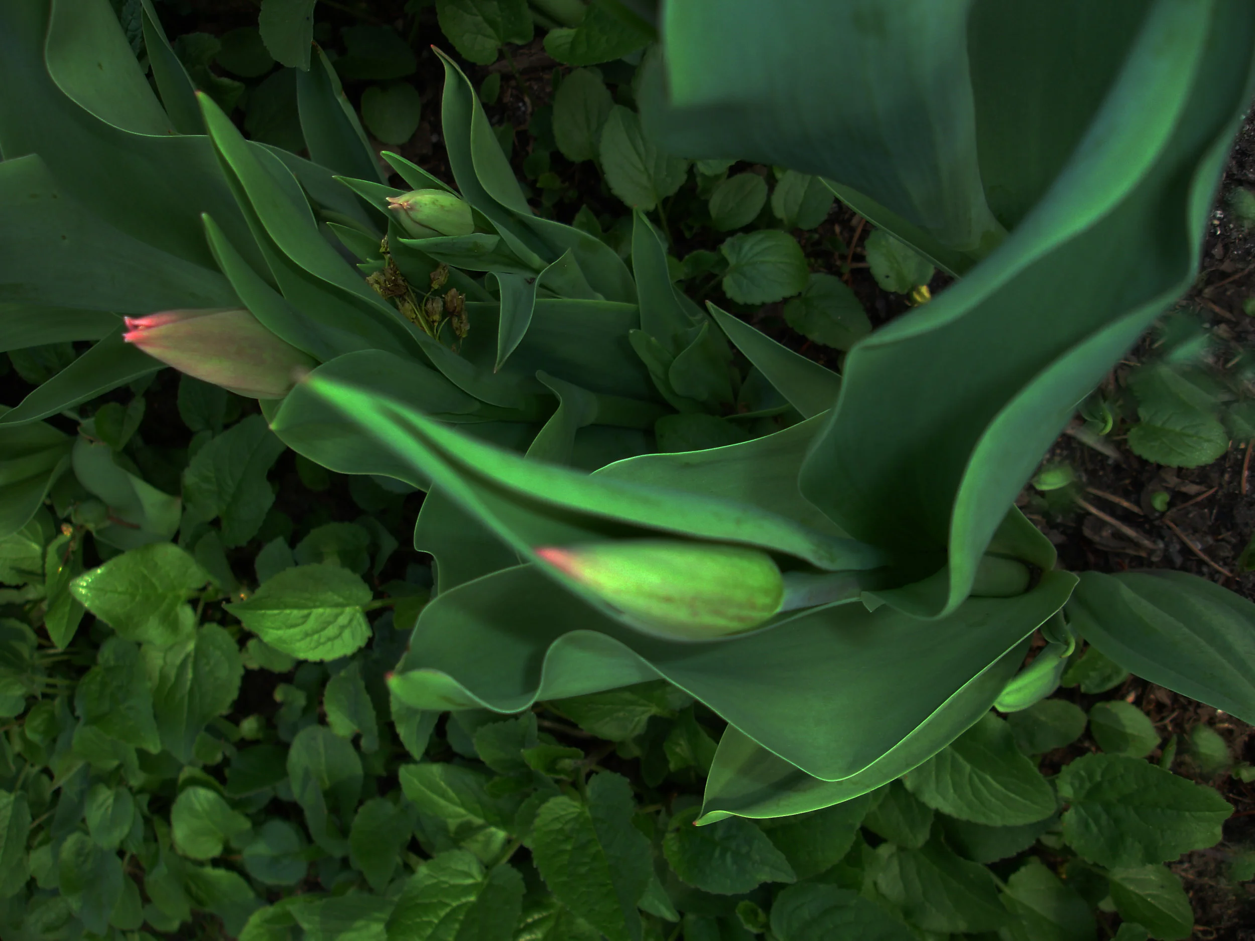 tulip.buds.5.7.08-adjust.jpg