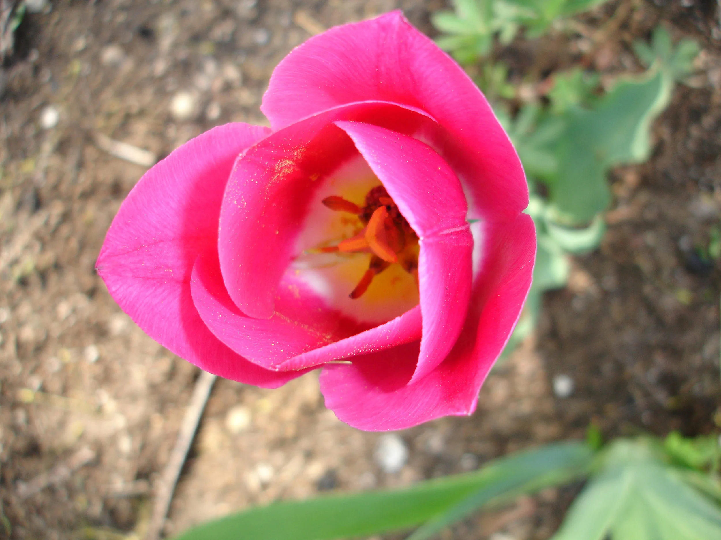 hot.pink.flower.5.7.08.jpg