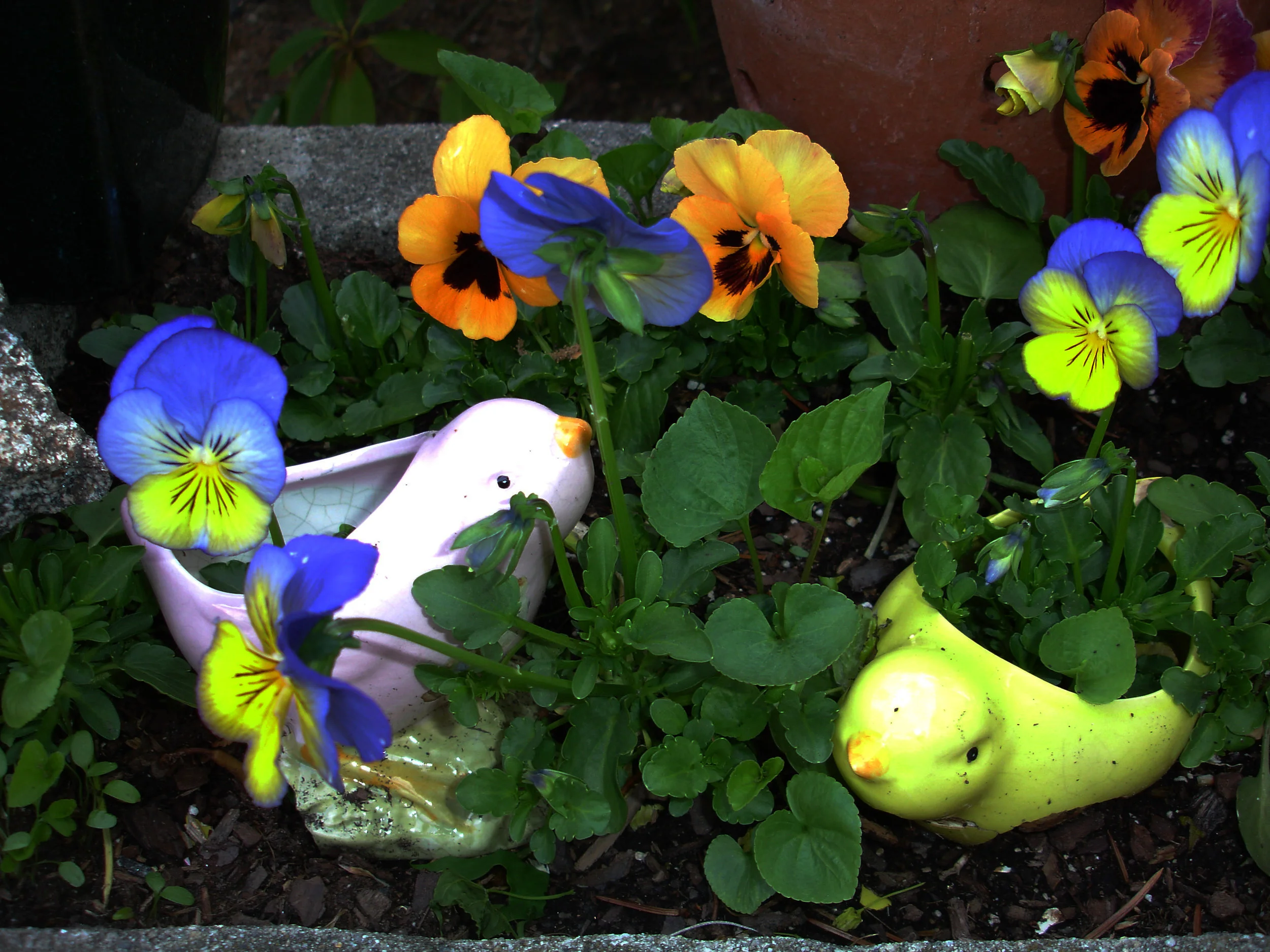 flowers.in.birds.5.13.08.jpg