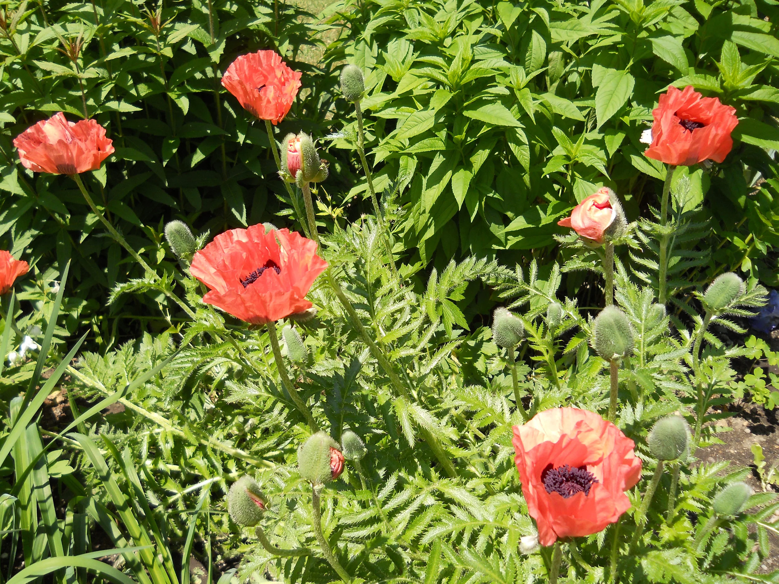 DSCN0671.jpg